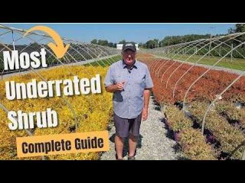 Why Abelias Might Be the Perfect Shrub for Your Garden | Trailer.