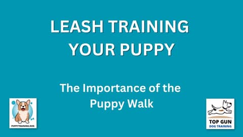 Part 8 - The Importance of the Puppy Walk