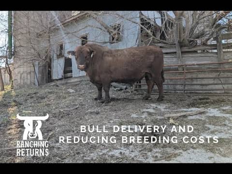 Pharo Cattle Company Bull Delivery Day!