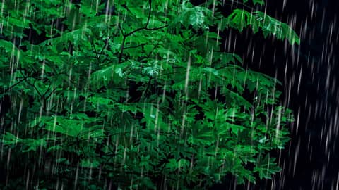 Tinnitus Sound Therapy | Rain & Thunder to Help Mask Tinnitus