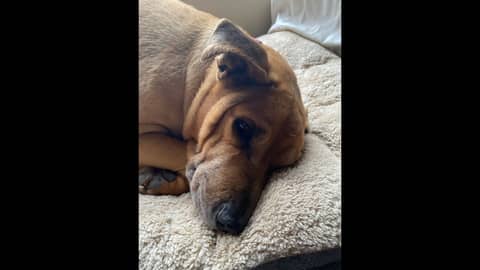 Culper's Canteen Cup E139 Culper's Canteen Cup E139