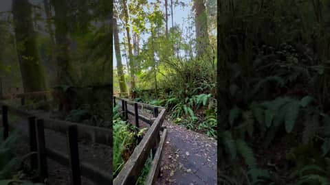 Peaceful Boardwalk Stroll in Forest