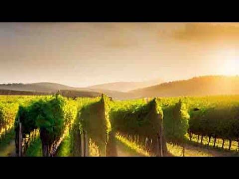 Episode 248 Talking Biodynamics With Kathy Clancy Of The Natural Wine School