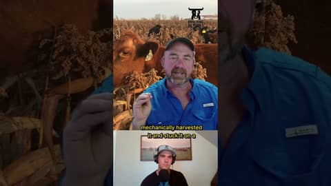 Episode 234 with Rusty Lee#cattlebusiness #business #ranching #Wintergrazing #ranch #grazingcorn