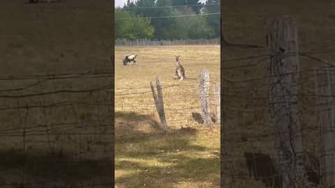 Come with me to the historic Australian township of Hill End to roll out a few leg spinners 🏏