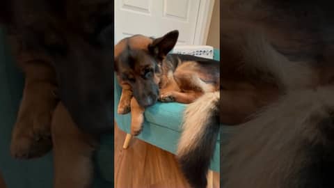 Big Dog in a Little Chair