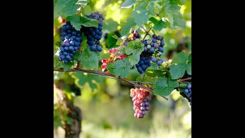 Episode 214-Noble Grapes, Questions For Your Wine Shop