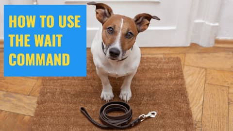 How To Use The Wait Command