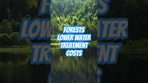 How Forest Protection Lowers Water Costs for U.S. Cities