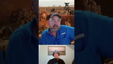 Episode 234 with Rusty Lee! Winter grazing grain milo. #winterfeed #cattle #ranch