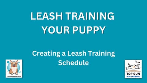 Part 18 - Creating a Leash Training Schedule