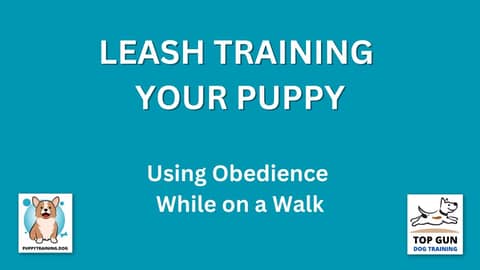 Part 14 - Using Obedience on the Walk
