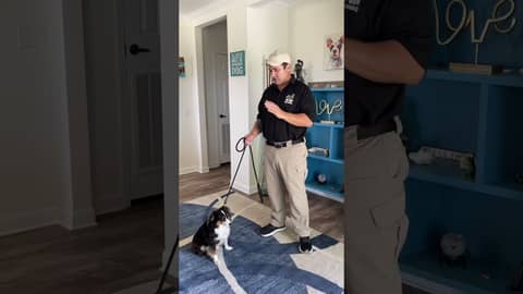 The Start to Loose Leash Walking for Puppies