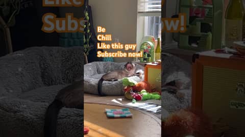 #subscribe now to #uncledad #talks! #cats #more #fun