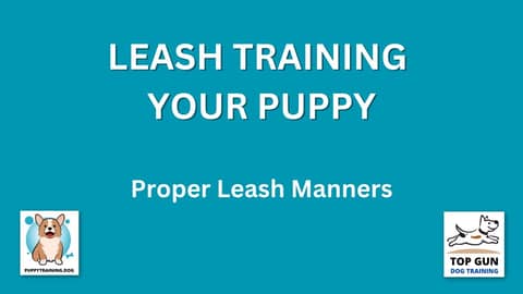 Part 9 - Proper Leash Manners