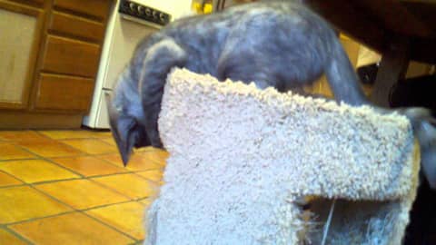 Kashmir checks out his new play pad.