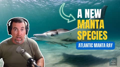 Scientist Identifies New Manta Ray Species: Dr. Andrea Marshall’s Discovery of the Atlantic Manta Scientist Identifies New Manta Ray Species: Dr. Andrea Marshall’s Discovery of the Atlantic Manta