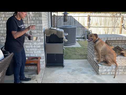 Redesian Ridgeback Puppy Training