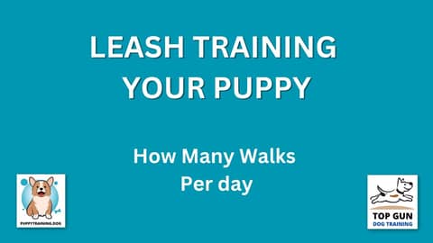 Part 16 - How Many Walks Per Day?