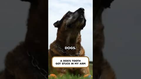 K9 SEAL Dog Bite Left a Tooth Inside My Arm!