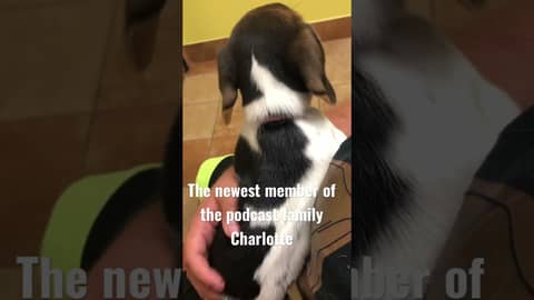 The newest member of our family #music #podcast #shorts #comedy #musicpodcast #puppy #goodcharlotte