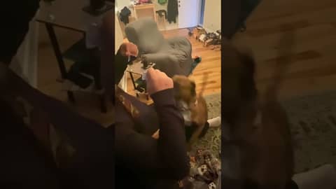 Psychic Pup Ziggy picks the Chargers vs. Colts game for NFL Week 16