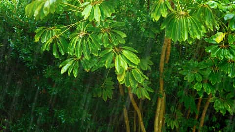 Tropical Rainstorm Sounds for Sleeping or Studying 🌧️ White Noise 10 Hours Tropical Rainstorm Sounds for Sleeping or Studying 🌧️ White Noise 10 Hours