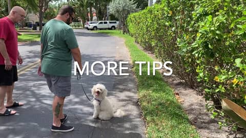 Poodle and Owners Learn Loose Leash Walking