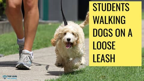 Students Walking Dogs on Loose Leash