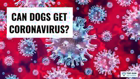 Can Dogs Get Coronavirus?