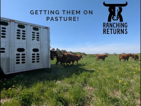 Spring Turnout Getting Our Cows on Fresh Pasture!