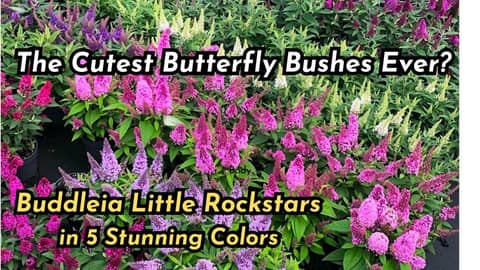 The Cutest Butterfly Bushes Ever? Buddleia Little Rockstars in 5 Stunning Colors