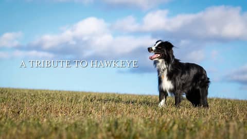 A Tribute to Hawkeye