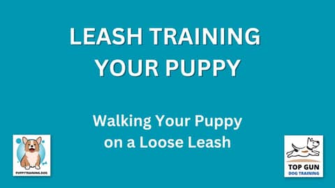 Part 13 - Walking Your Puppy on a Loose Leash