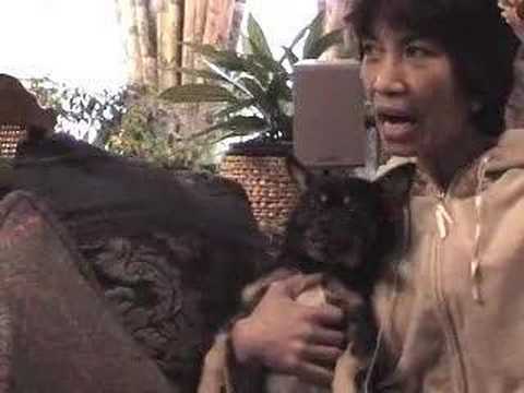 Paco the talking dog