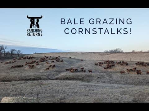 Bale Grazing Cornstalks and Building Soil!