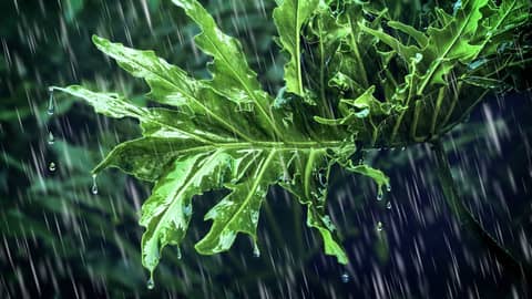 Rain Sounds for Sleeping Deep in the Rainforest | Relaxing Rain Noise