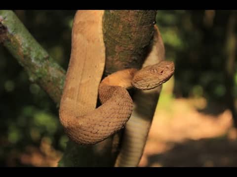 Ep 31 - Snake Island Lighthouse (Brazil)