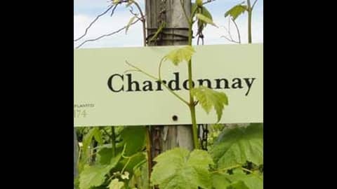 Episode 7-Chardonnay, Tasting Trends, How To Pick Cheap Wine Episode 7-Chardonnay, Tasting Trends, How To Pick Cheap Wine