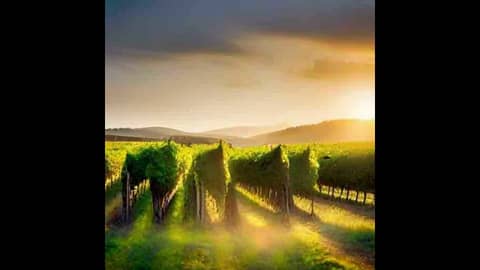 Episode 248-Talking Biodynamics With Kathy Clancy Of The Natural Wine School