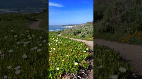 Wildflower Walk |  Roaming the Shores of Big Sur