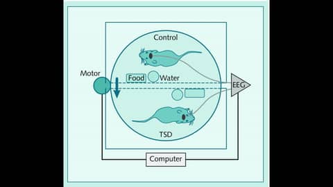 Sleep in the ICU: The Classic Experiments