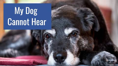 How to Communicate With a Dog That has Lost Hearing