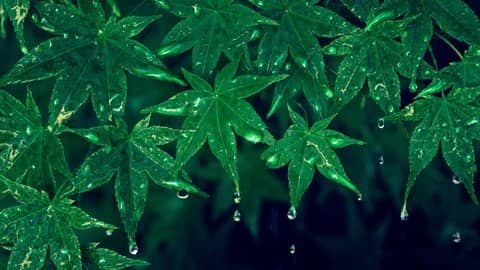 Relaxing Rainstorm & Thunder Sounds for Sleeping