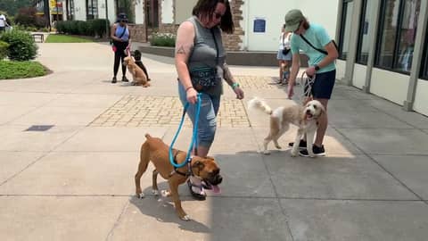 Group Training and Pack Walk in Huntsville, AL on 6/1/2025