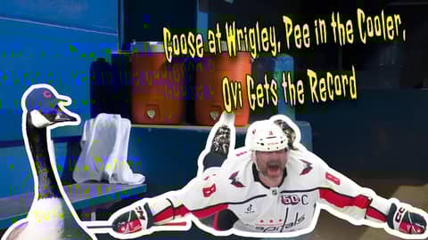 A Goose Takes Over Wrigley, HS Player Pees in Cooler?!, Budweiser Shades Ovechkin A Goose Takes Over Wrigley, HS Player Pees in Cooler?!, Budweiser Shades Ovechkin
