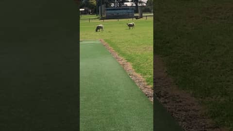 Sheep on the cricket field in Tooraweenah NSW Australia 🐑🏏