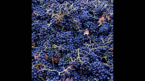 Episode 202-Stemmy, Wine Scores