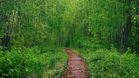 Rain White Noise | Storm Sounds Ambience for Relaxation & Sleep Rain White Noise | Storm Sounds Ambience for Relaxation & Sleep