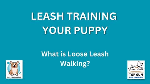 Part 4 - What is Loose Leash Walking?